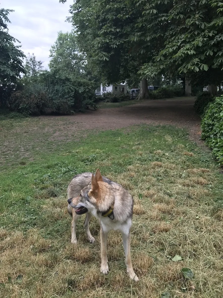 Aire D'Ébats Pour Chiens