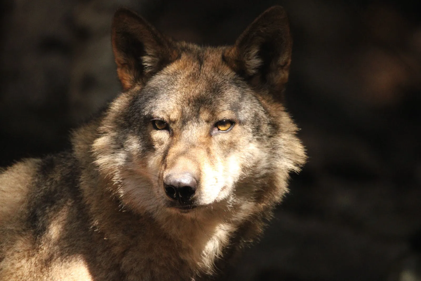 Alpha - Parc Animalier — photo 1