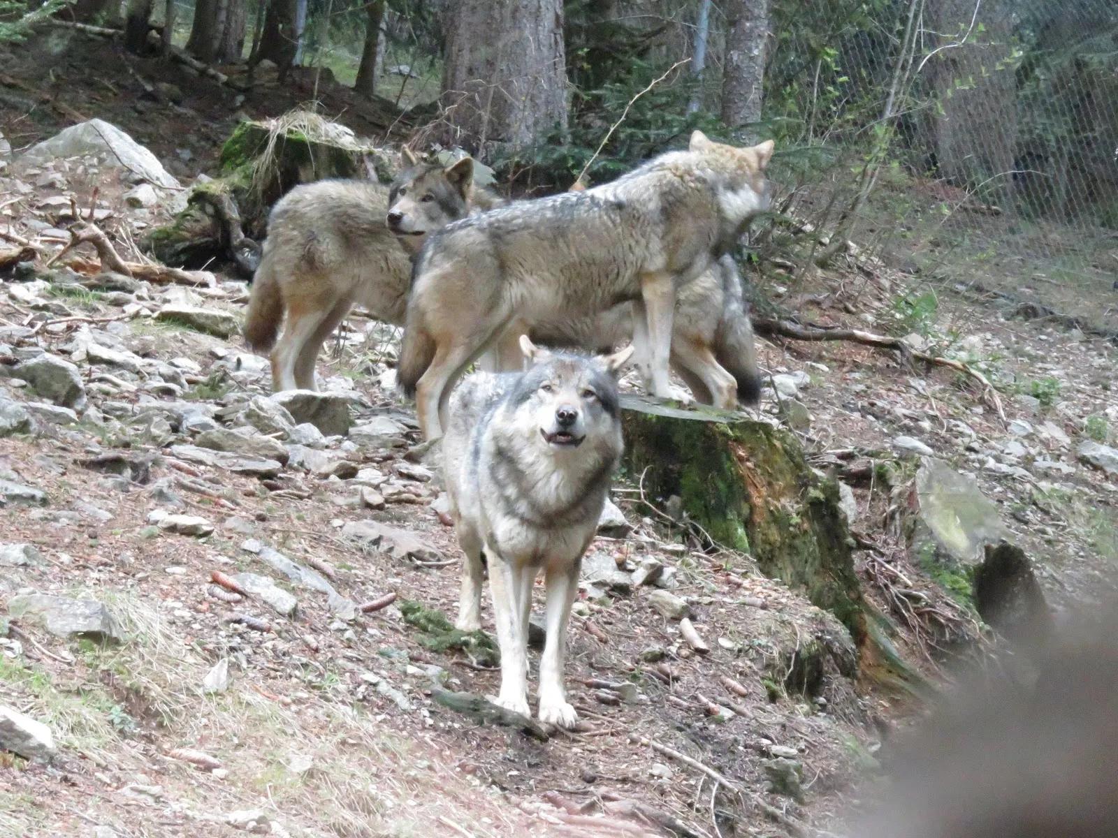 Alpha - Parc Animalier