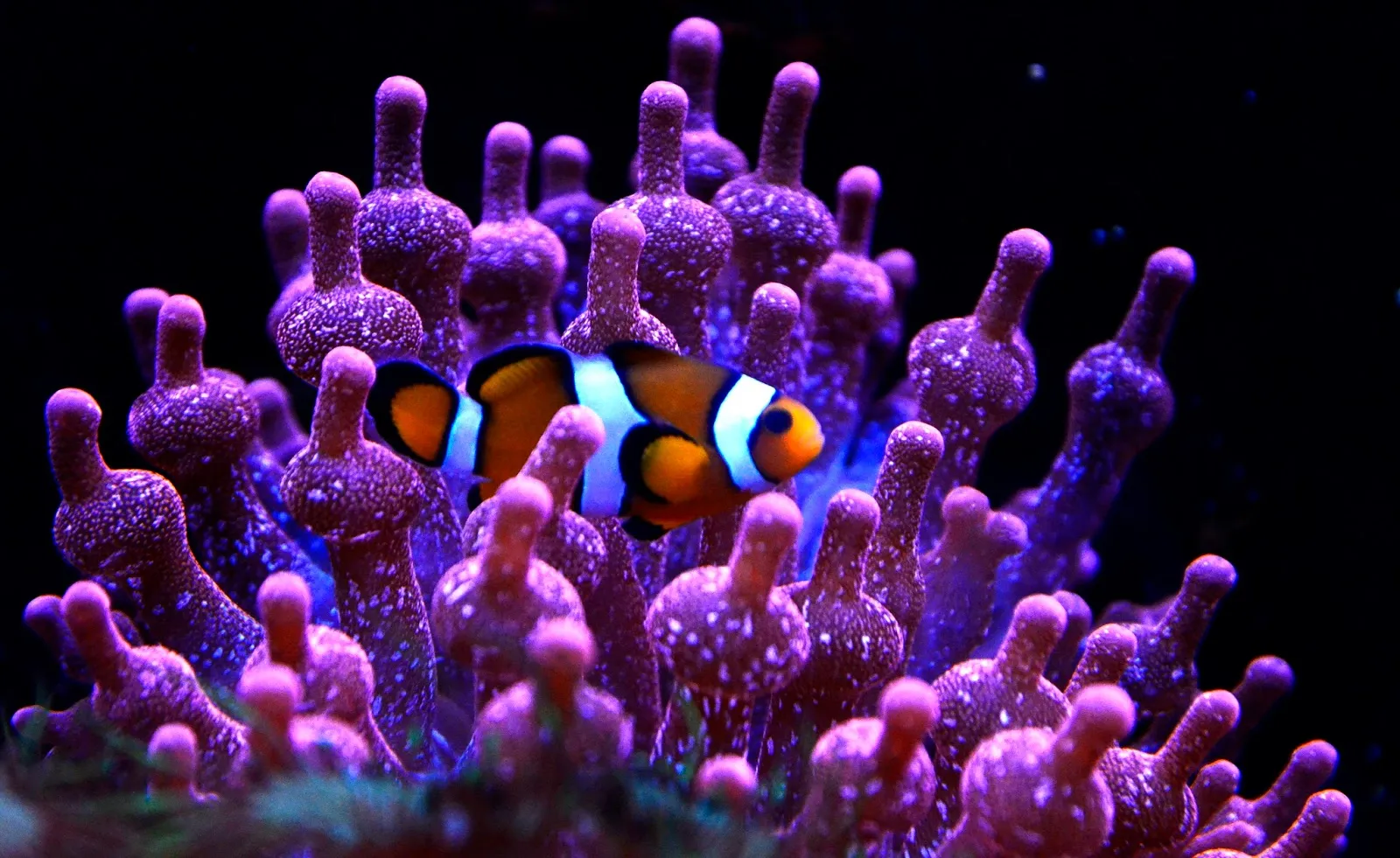 Aquarium De Lyon — photo 1