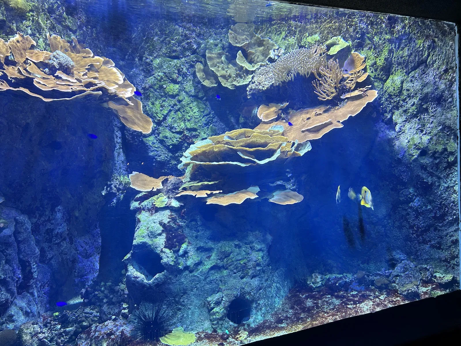Aquarium De Lyon