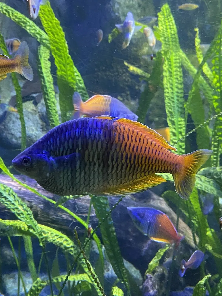 Aquarium De Touraine