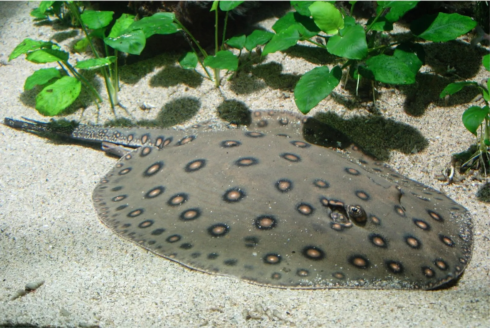 Aquarium Des Tropiques — photo 1