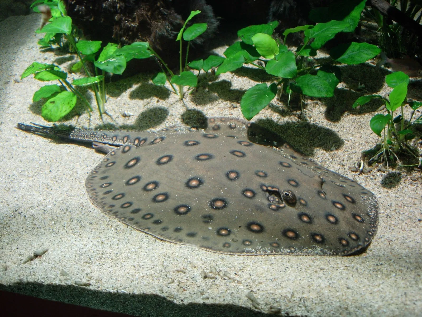 Aquarium Des Tropiques