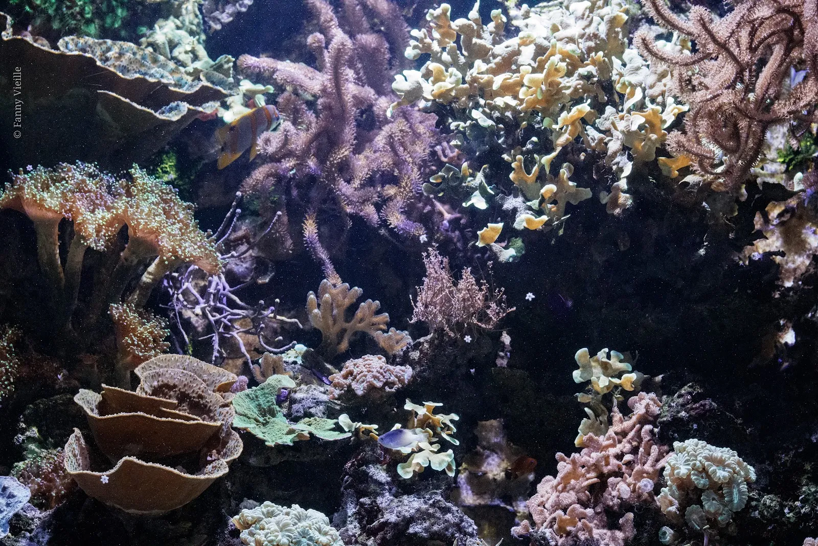 Aquarium Refuge De Limoges — photo 1