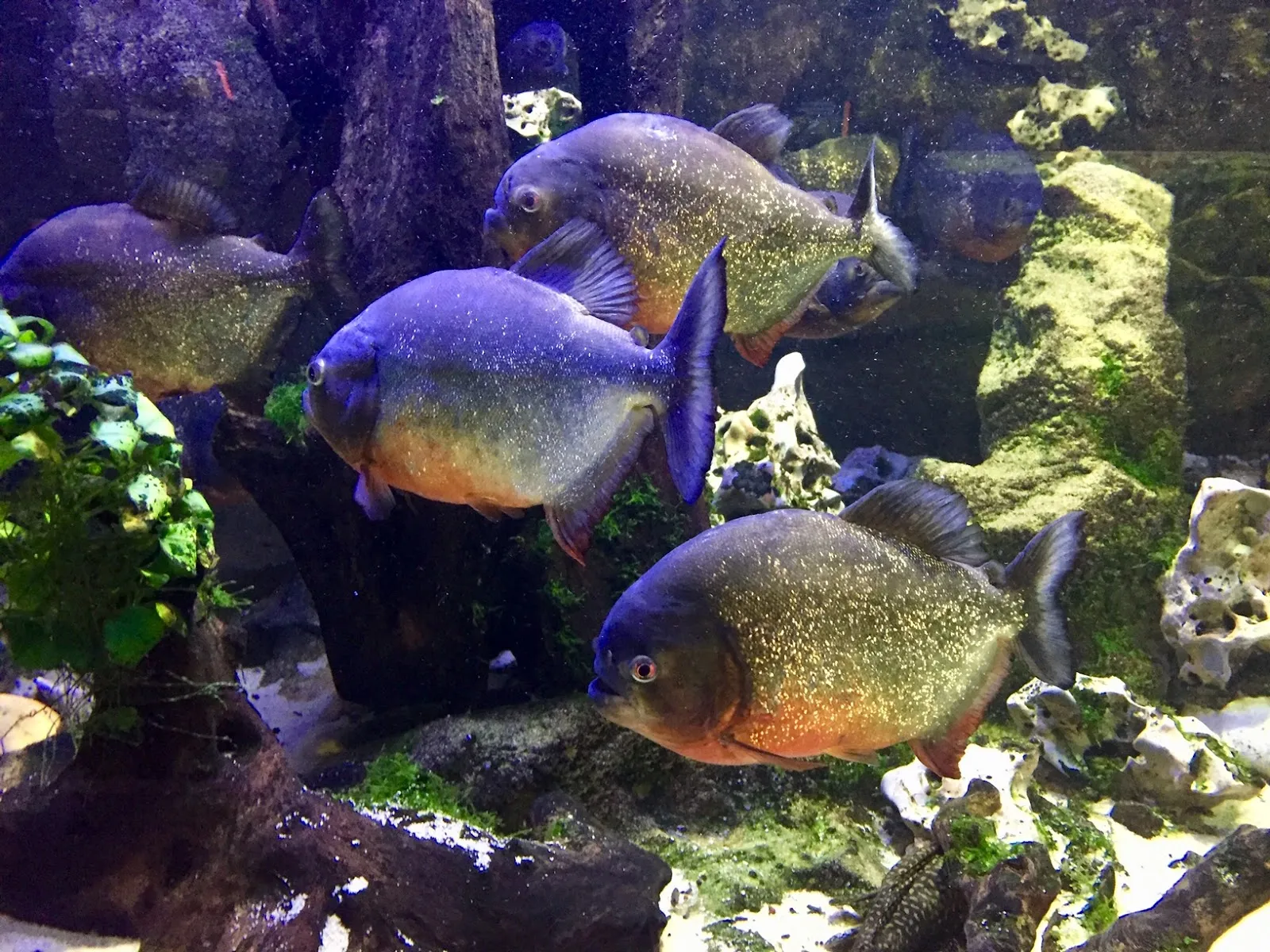 Aquarium Refuge De Limoges