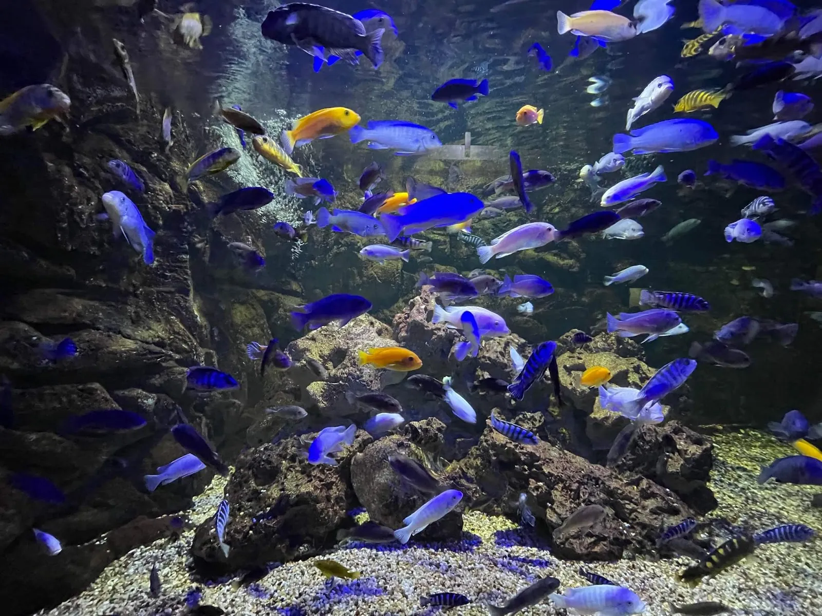 Aquarium Refuge De Limoges
