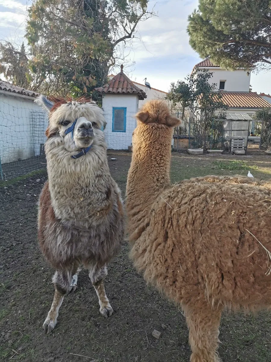 Arche De Noé De Solyange