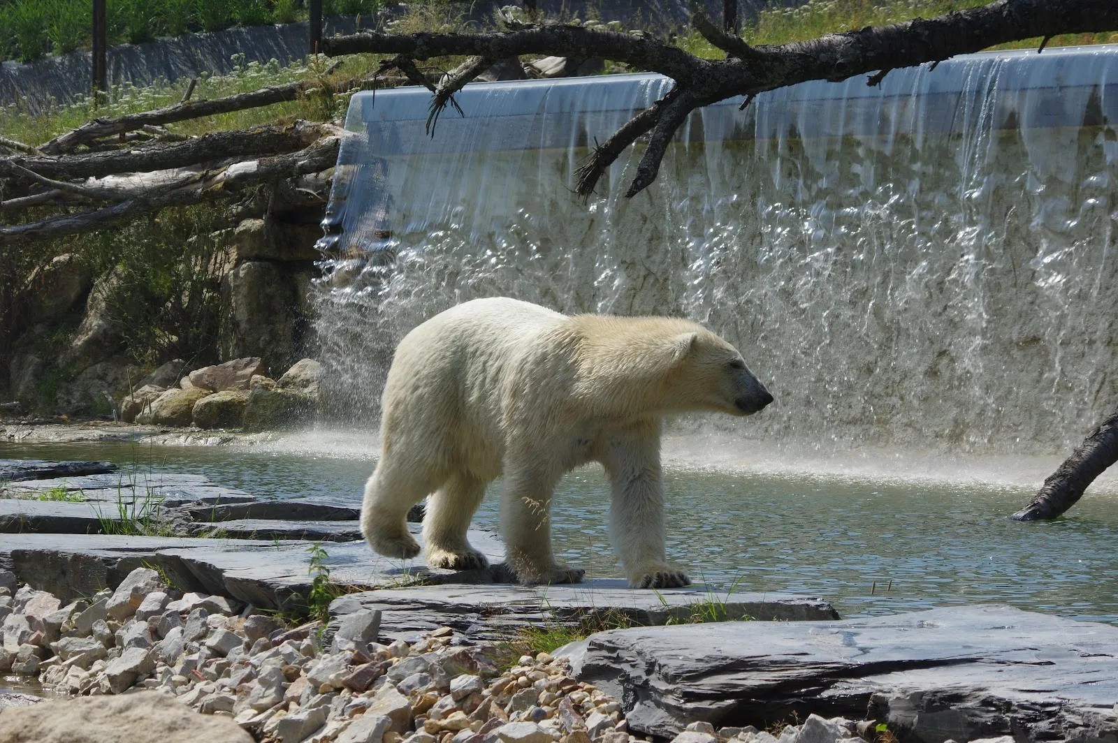 Cerza Parc Des Safaris — photo 1