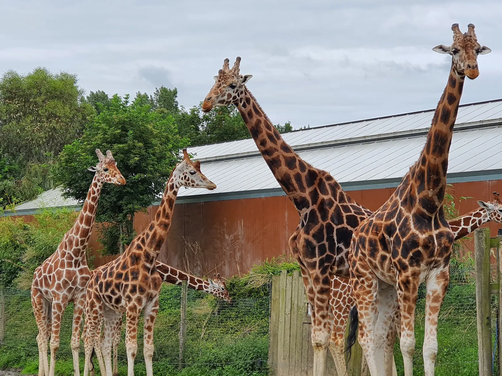 Cerza Parc Des Safaris