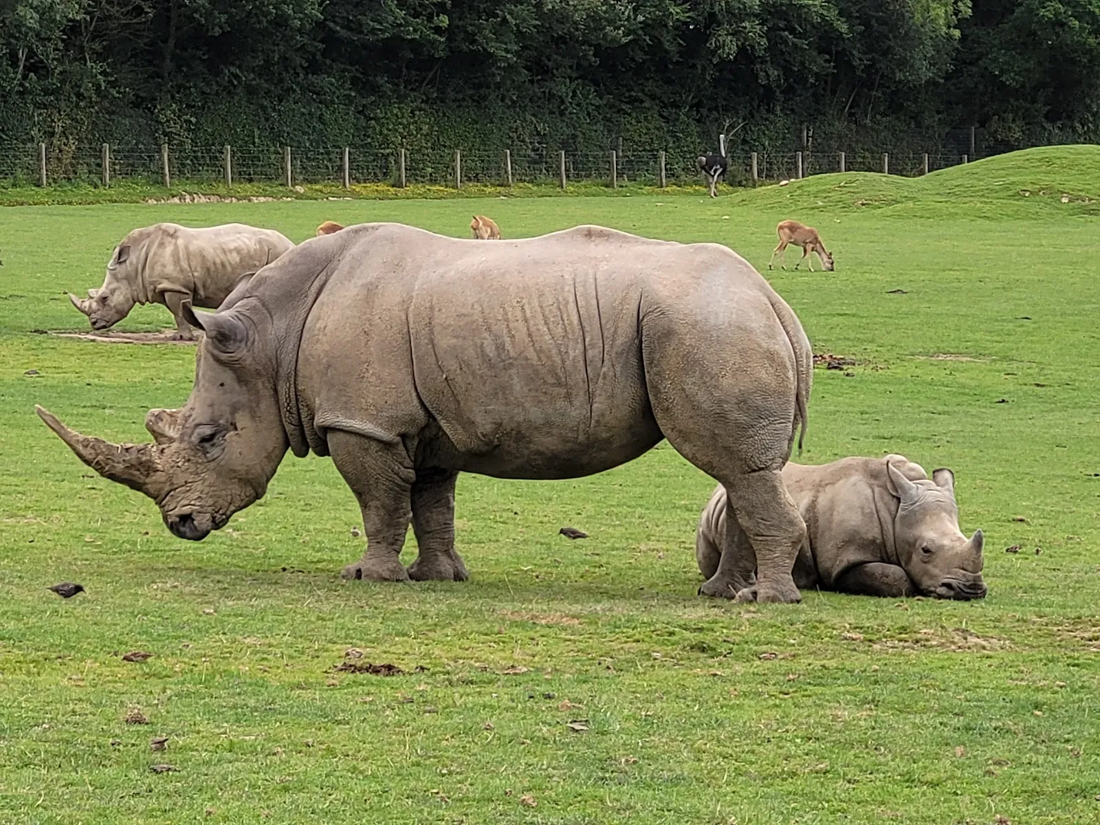 Cerza Parc Des Safaris