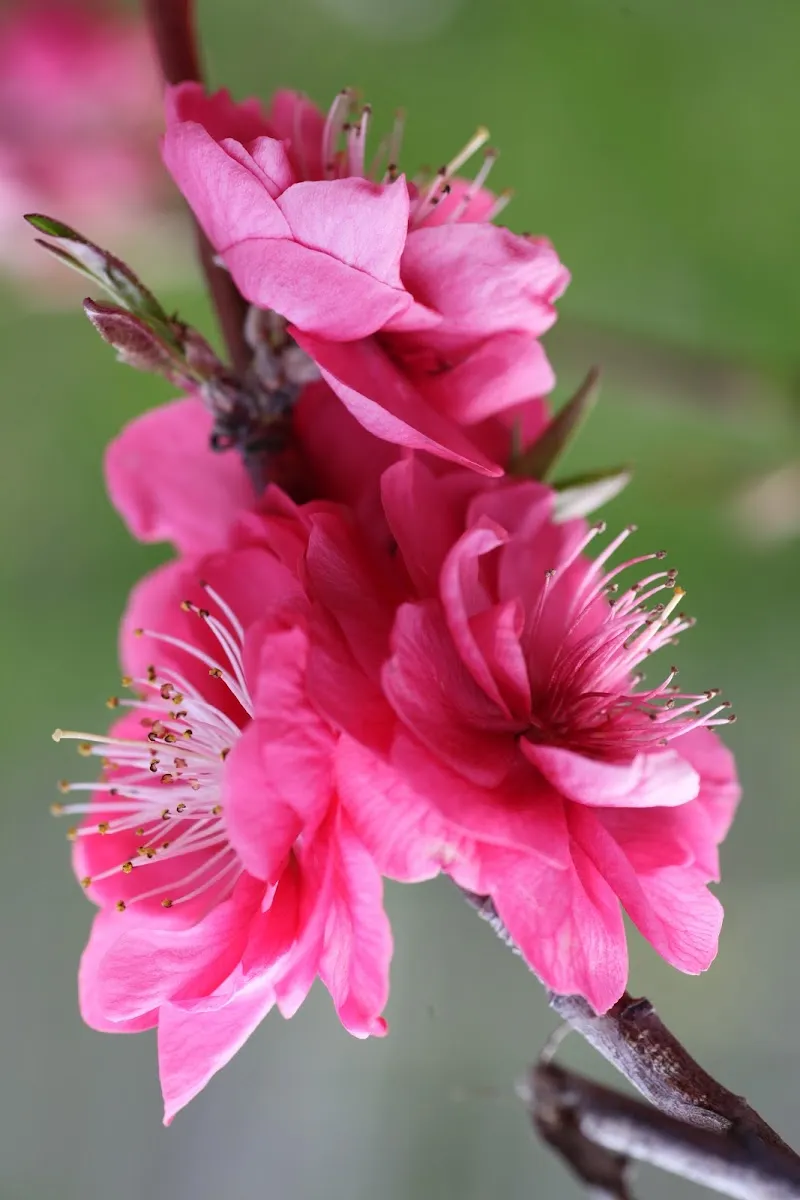 Collection Nationale De Cerisiers À Fleurs D'Asie — photo 1