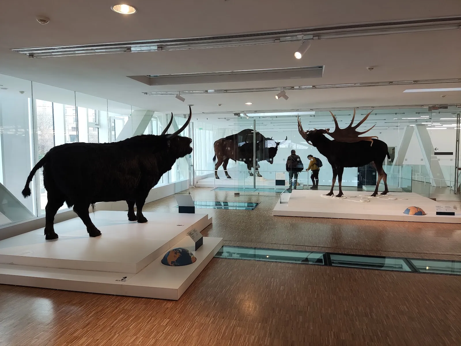 Cosquer Méditerranée