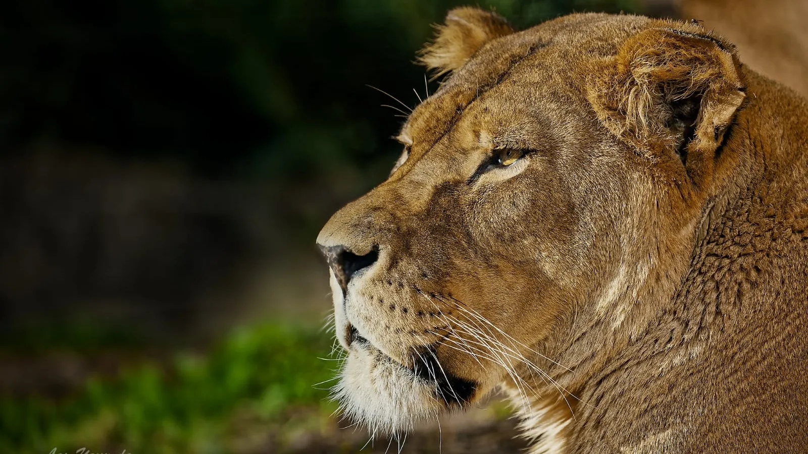 Domaine Des Fauves — photo 1