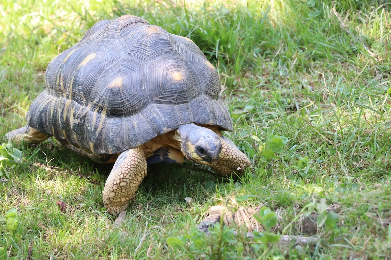 Espace Zoologique Exoticamis
