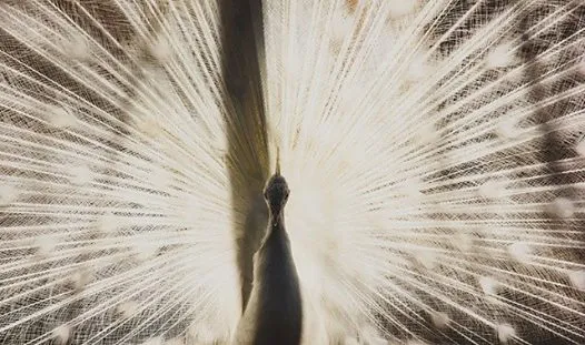 Ferme Animalière D'Auriol — photo 1