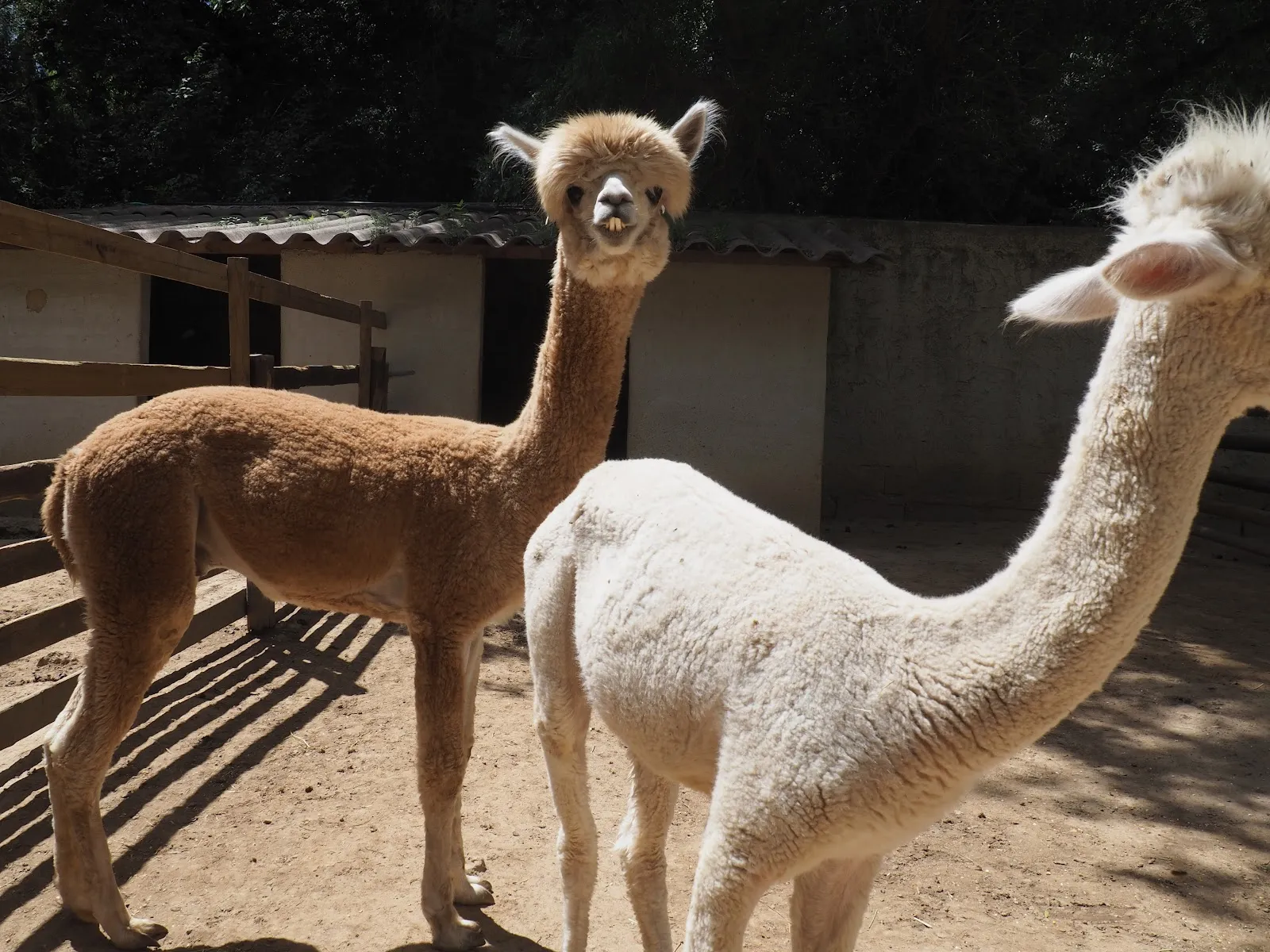 Ferme Animalière D'Auriol