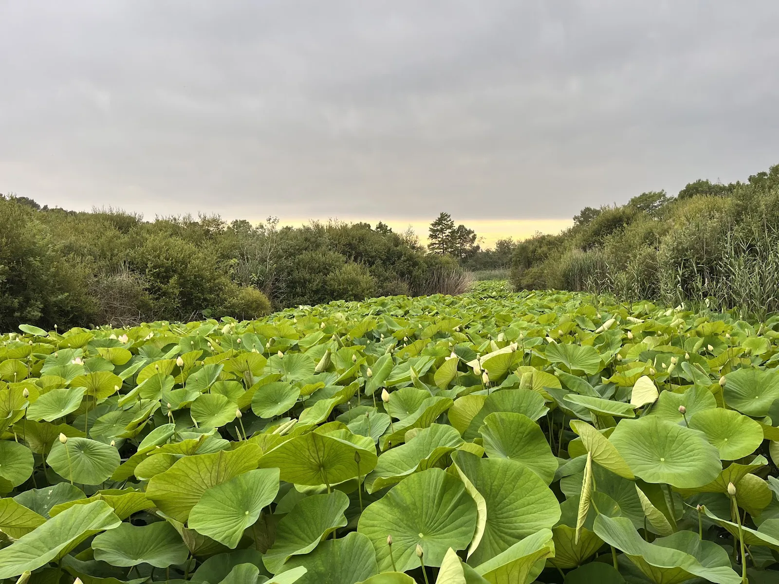 Font Merle — photo 1