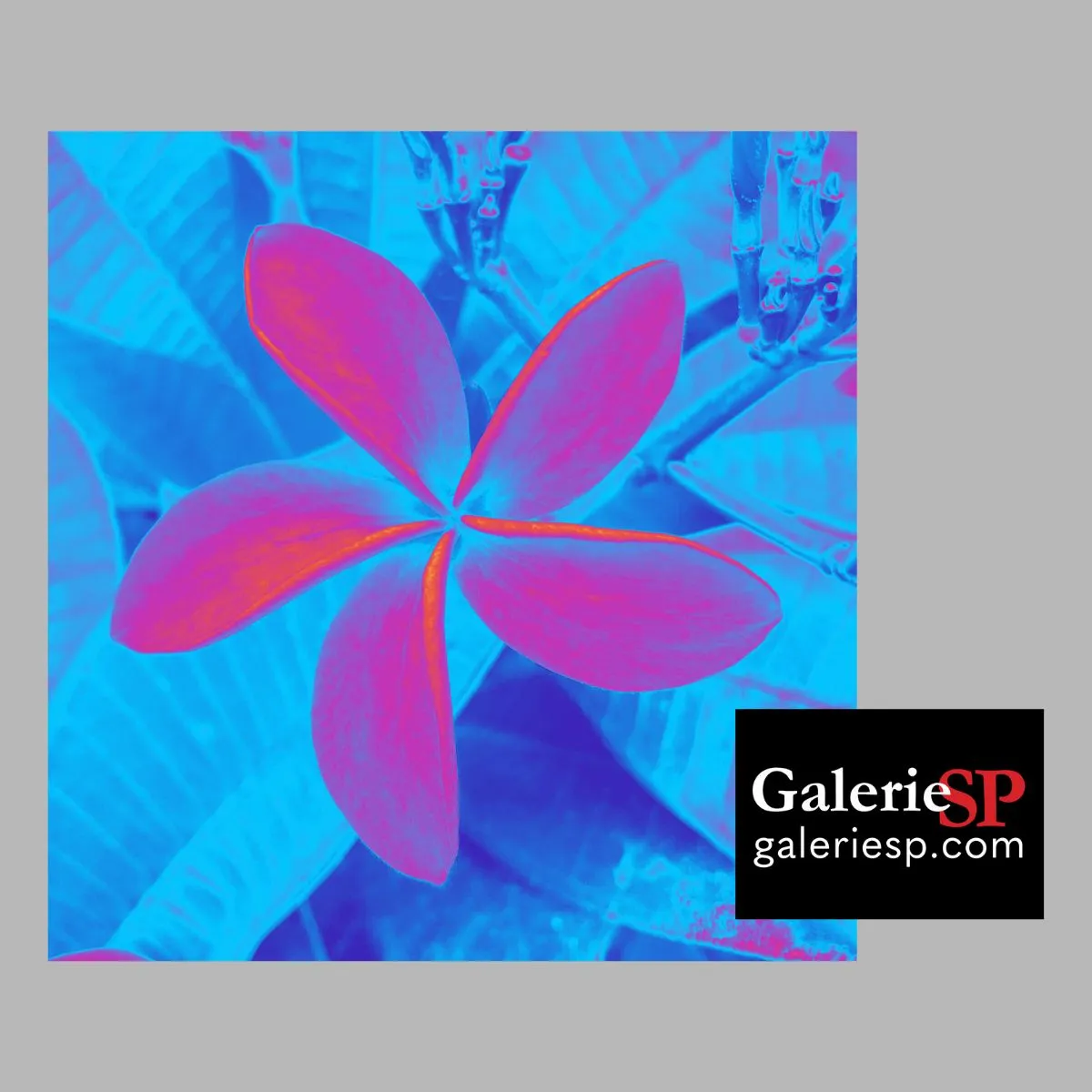 Galerie Sp / Galerie D’Art / Mandelieu / Théoule / Cannes — photo 1