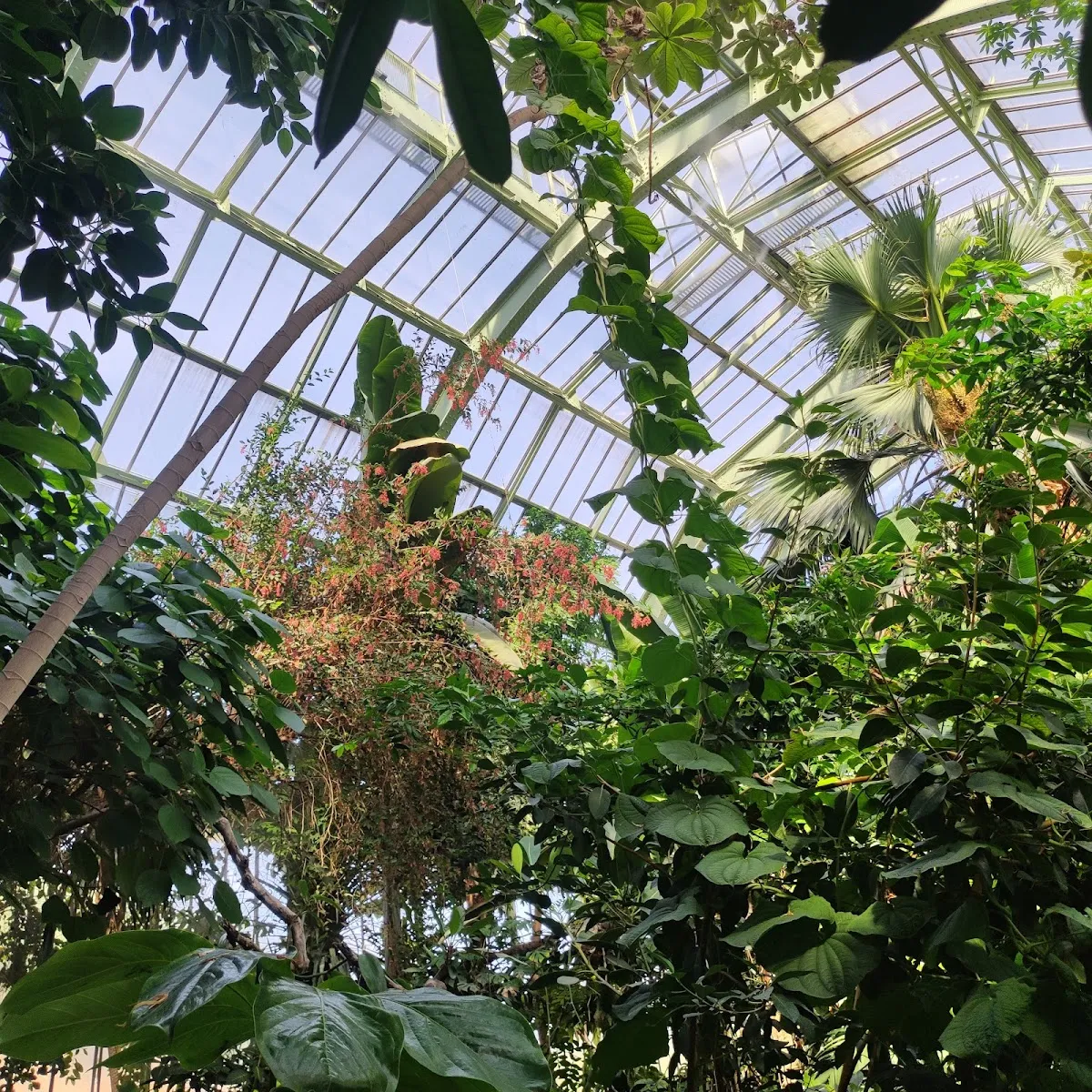 Grandes Serres Du Jardin Des Plantes