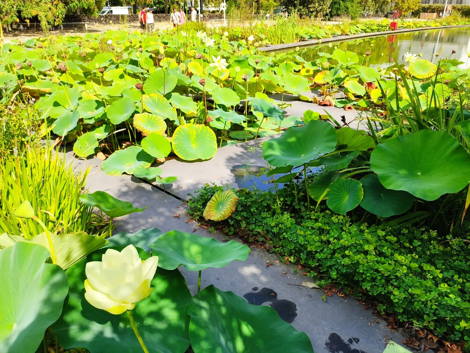 Jardin Botanique De Bordeaux