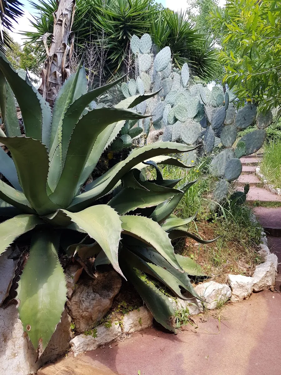 Jardin Botanique De Nice — photo 1