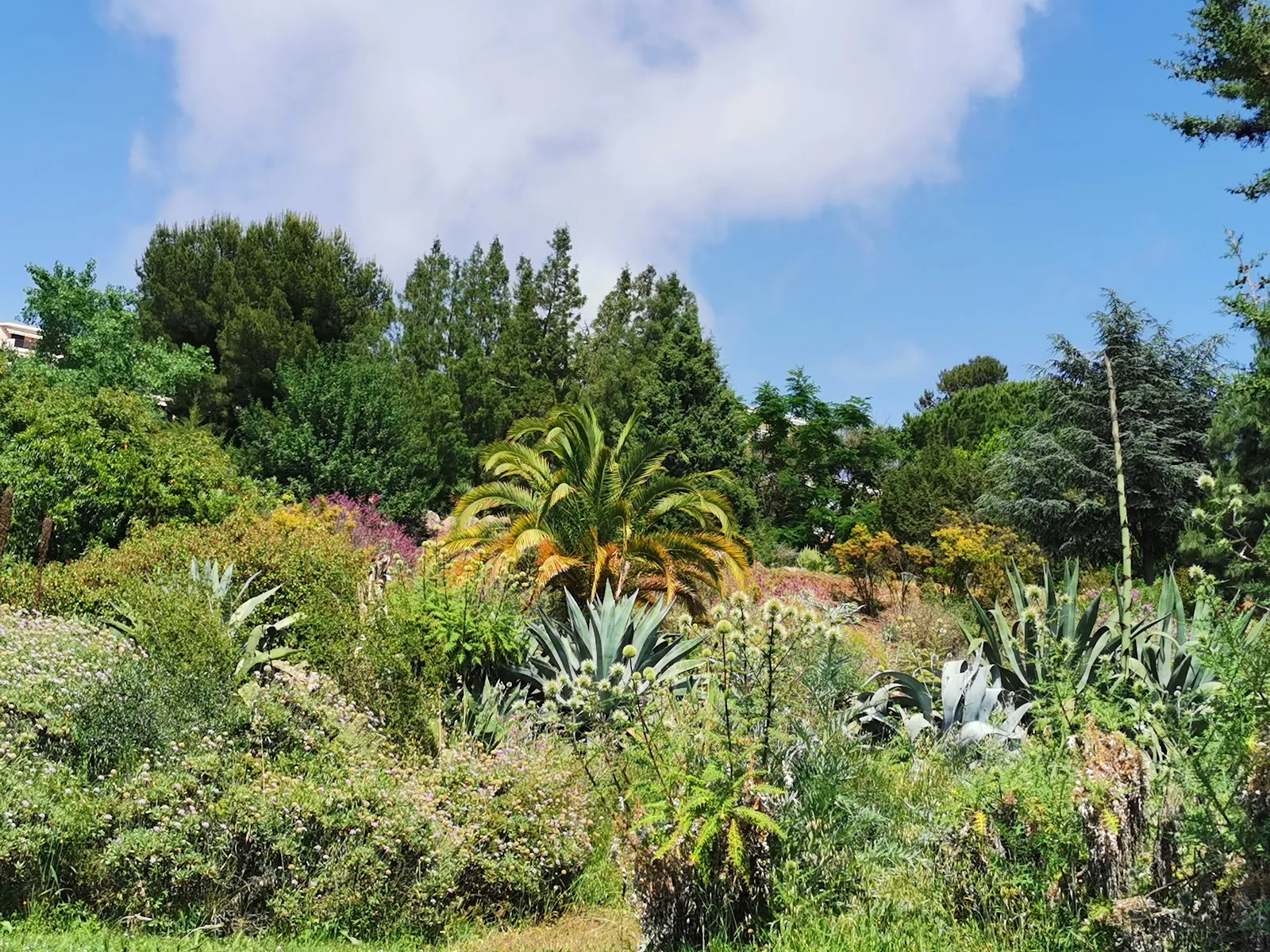 Jardin Botanique De Nice