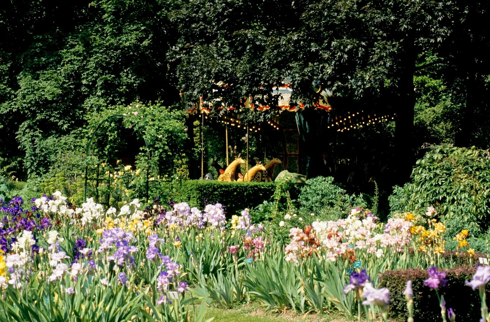 Jardin D'Iris Et De Plantes Vivaces — photo 1