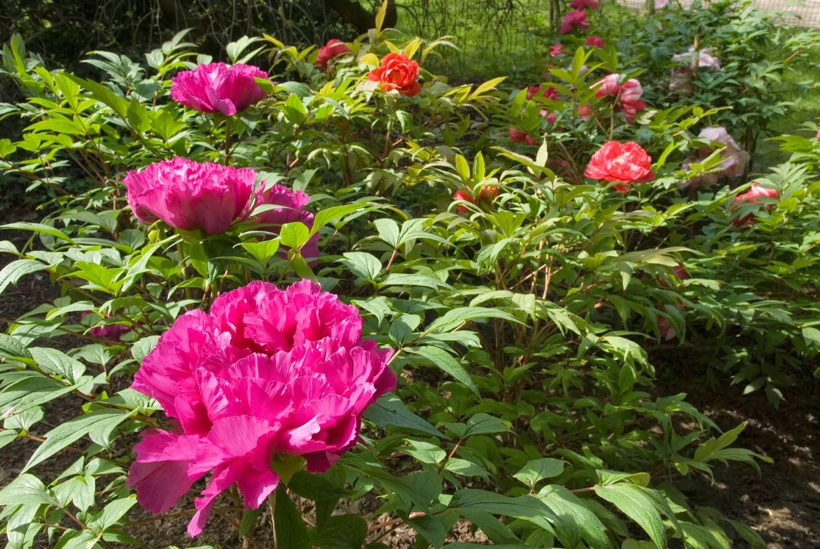 Jardin des Plantes (Roseraie & Pivoines) — photo 1