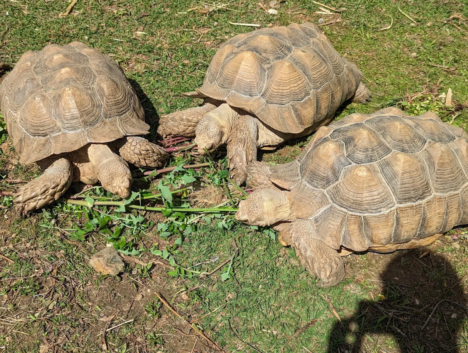 Jardin Zoologique Tropical