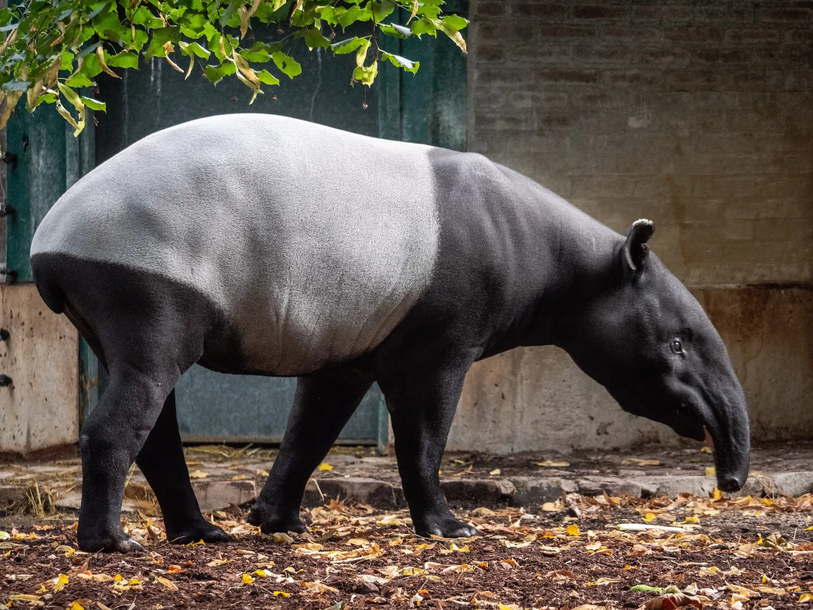La Ménagerie, le Zoo Du Jardin Des Plantes