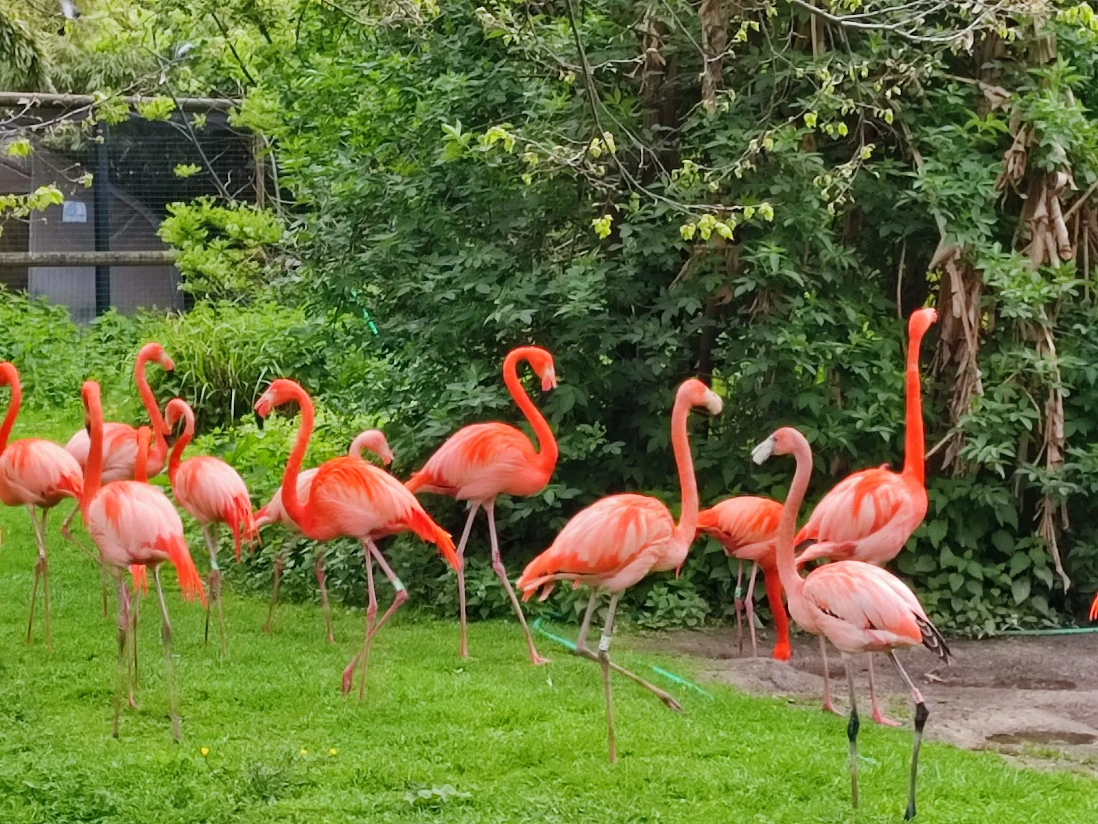La Ménagerie, le Zoo Du Jardin Des Plantes