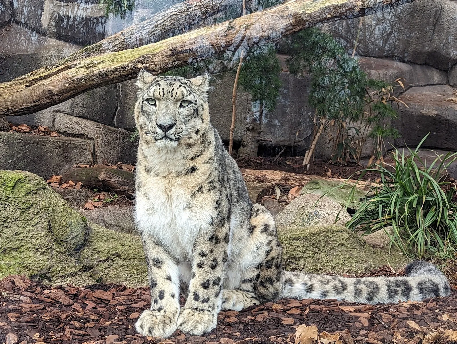La Ménagerie, le Zoo Du Jardin Des Plantes