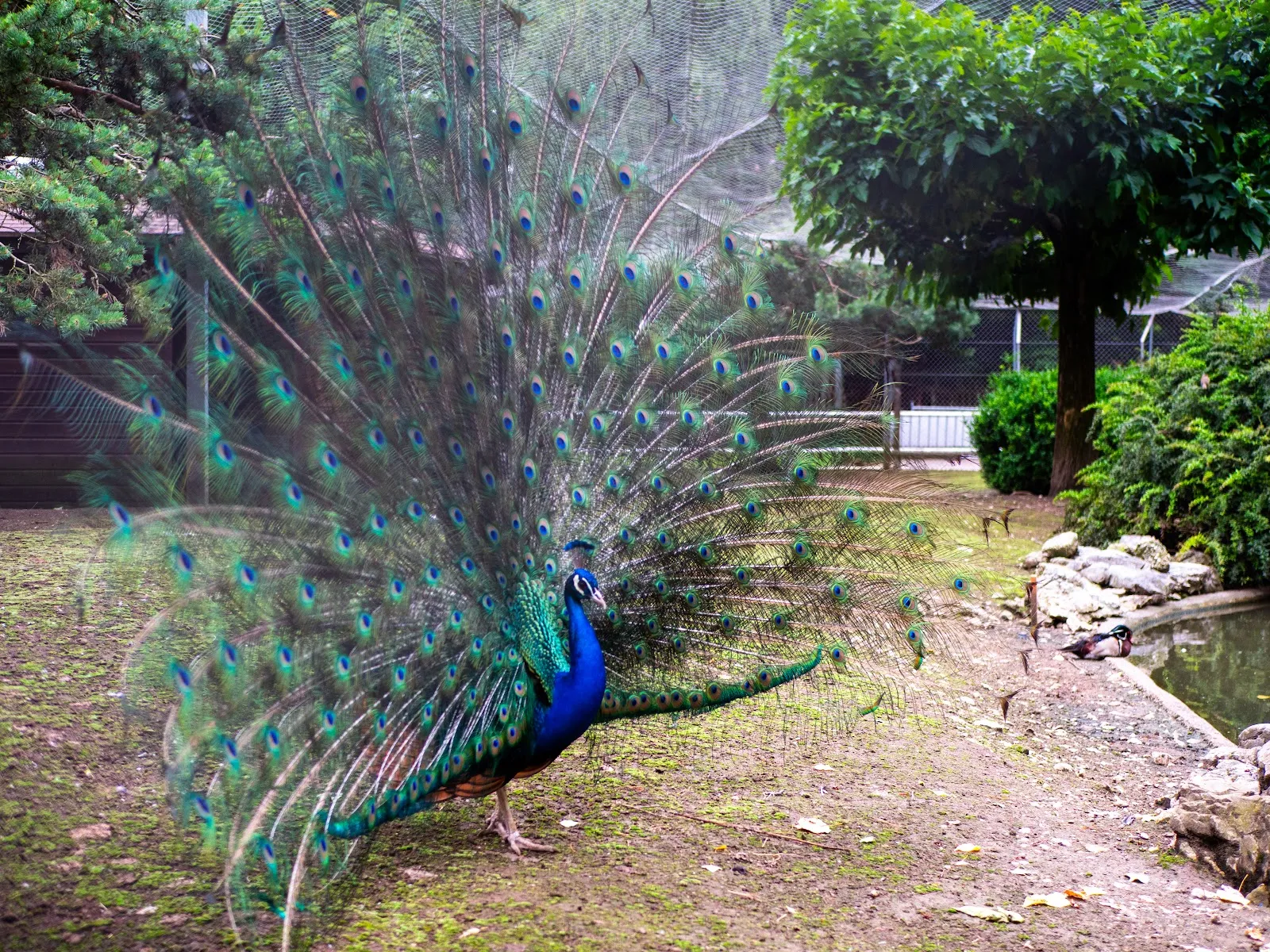 La Volière De L'Impérial — photo 1