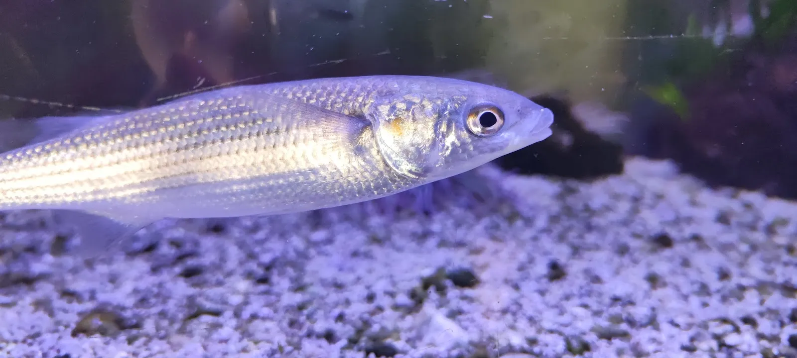 Le Méditerranoscope — photo 1