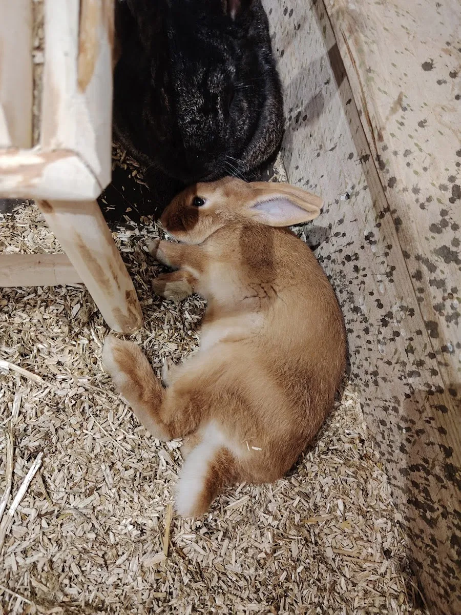 Le Monde De Noé - Centre Lille