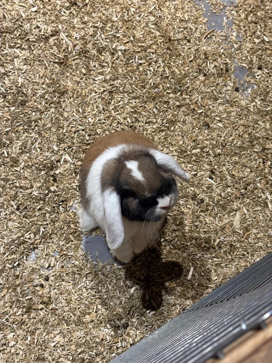 Le Monde De Noé - Centre Lille