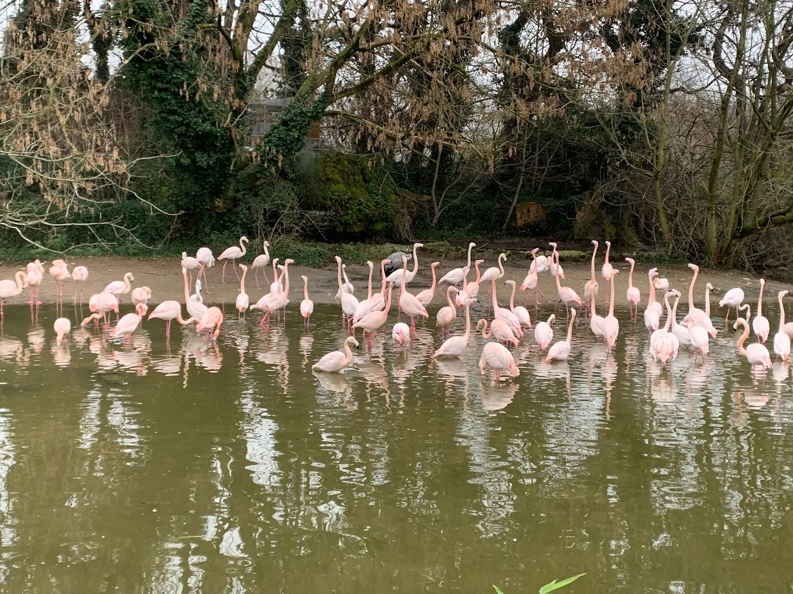 Le Petit Train Du Parc De la Tête D'Or