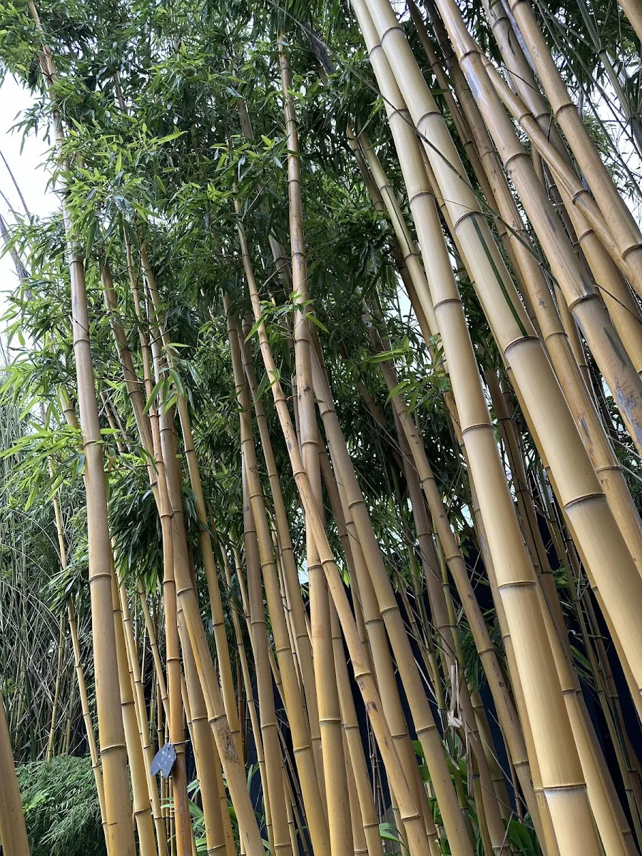 Le Sentier Du Chimonobambusa