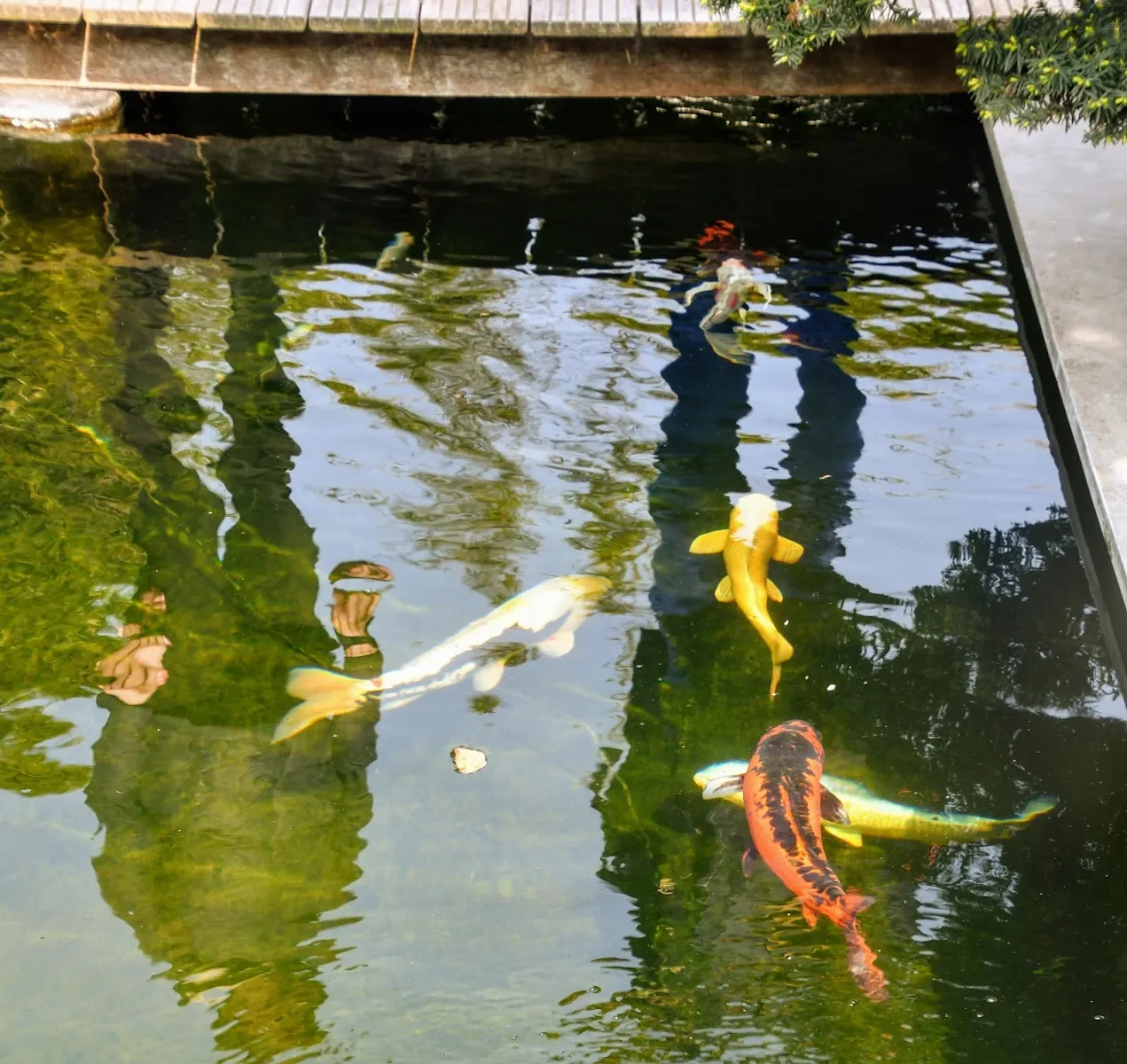 Le Sentier Du Chimonobambusa