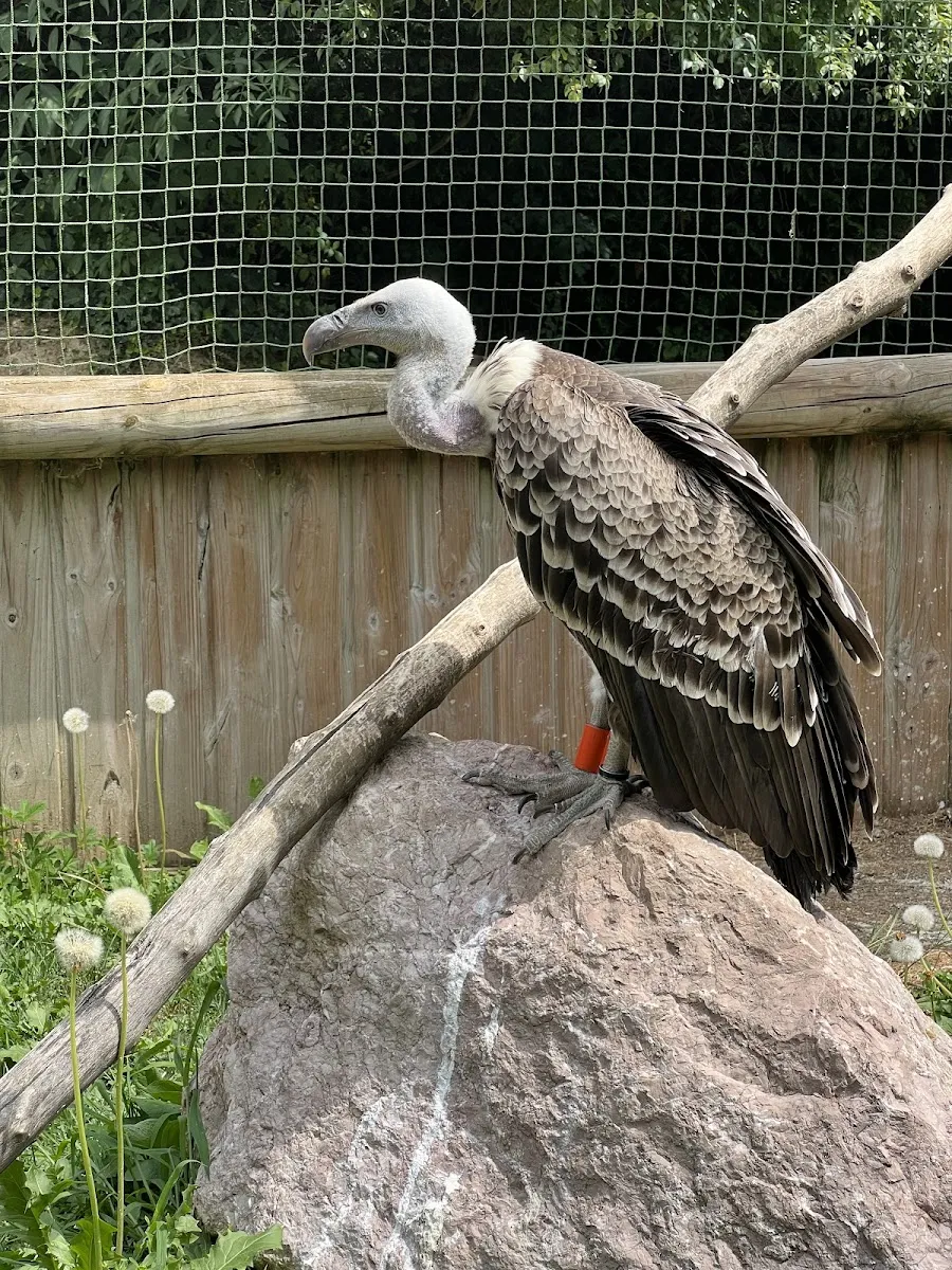 Les Aigles Du Léman