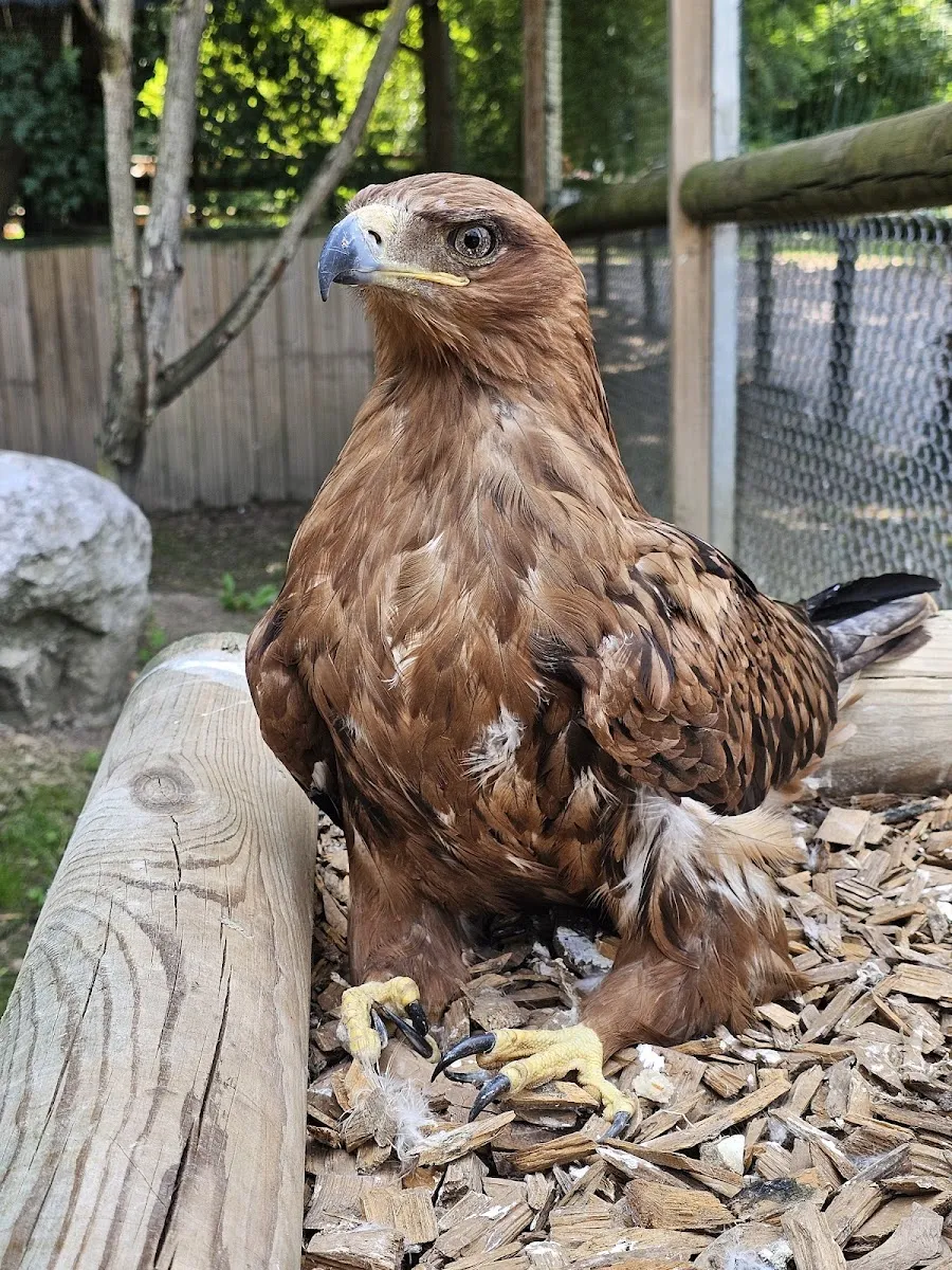 Les Aigles Du Léman