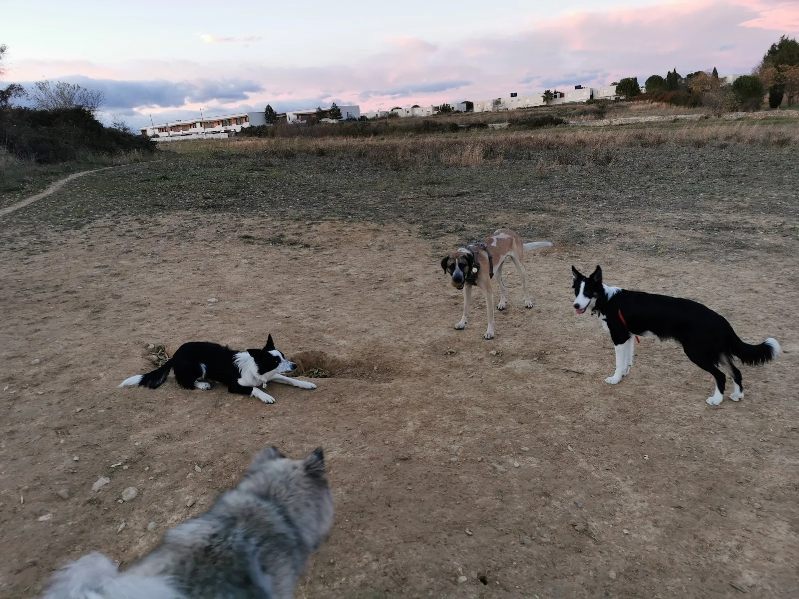 Les Chiens De Malbosc — photo 1