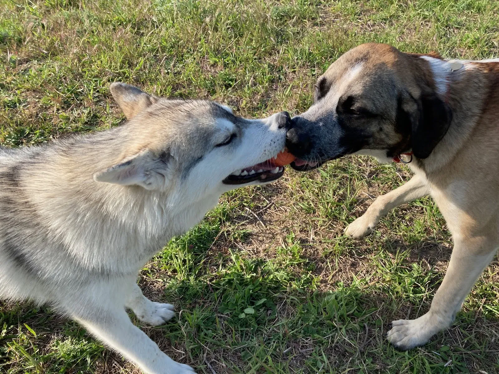 Les Chiens De Malbosc