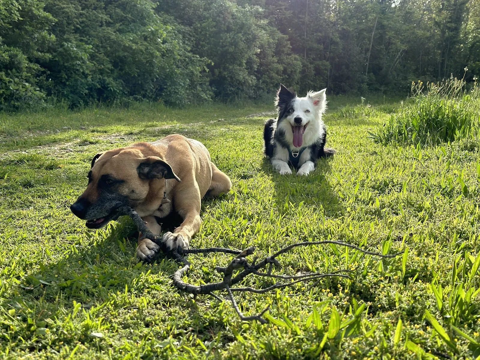 Les Chiens De Malbosc