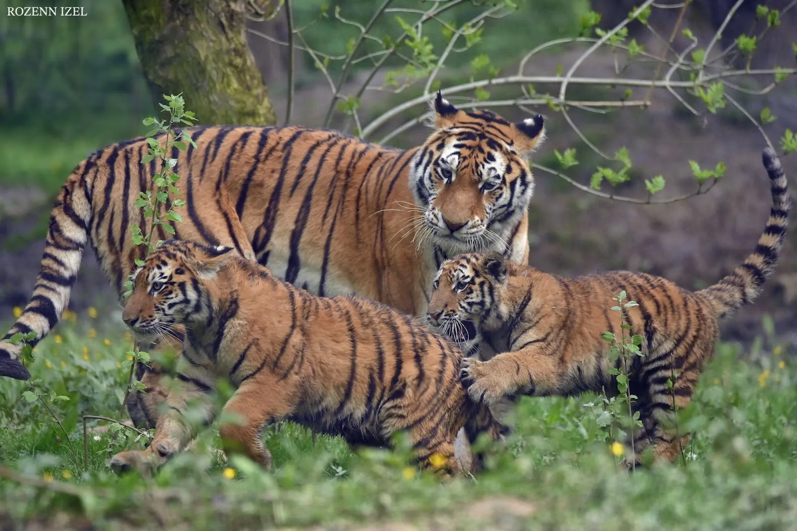 Lumigny Safari Reserve — photo 1