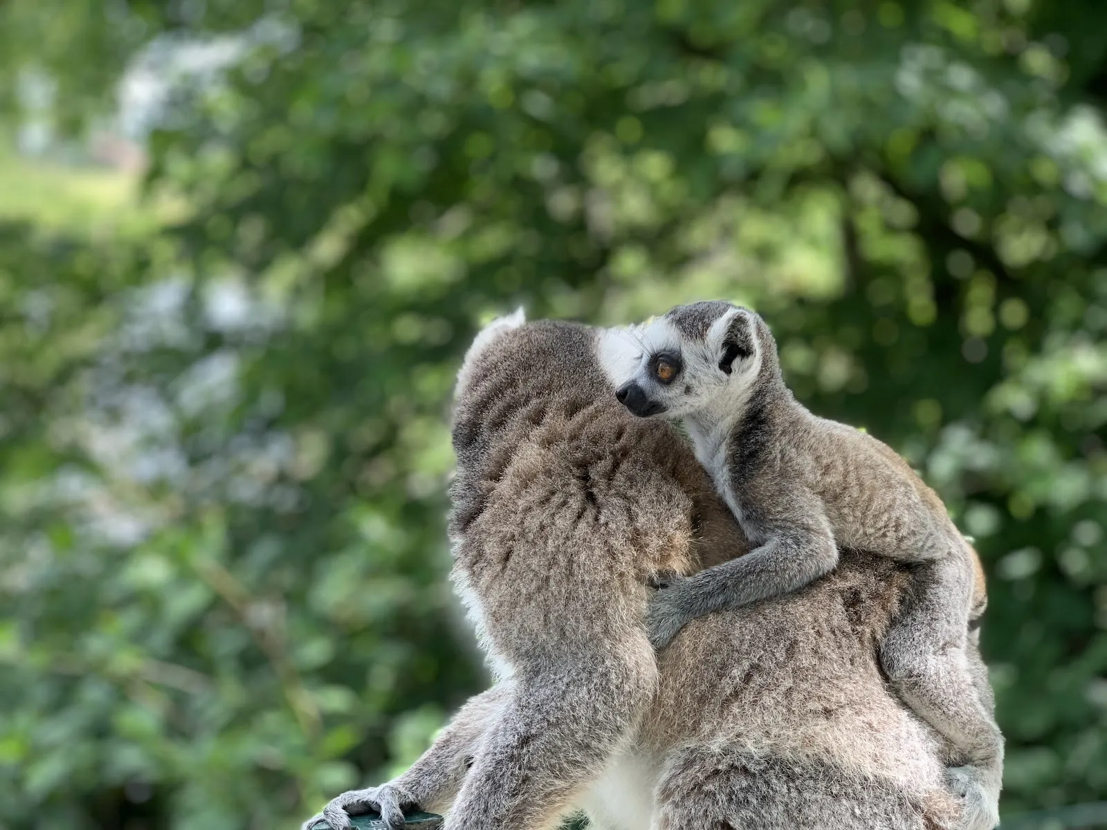 Lumigny Safari Reserve