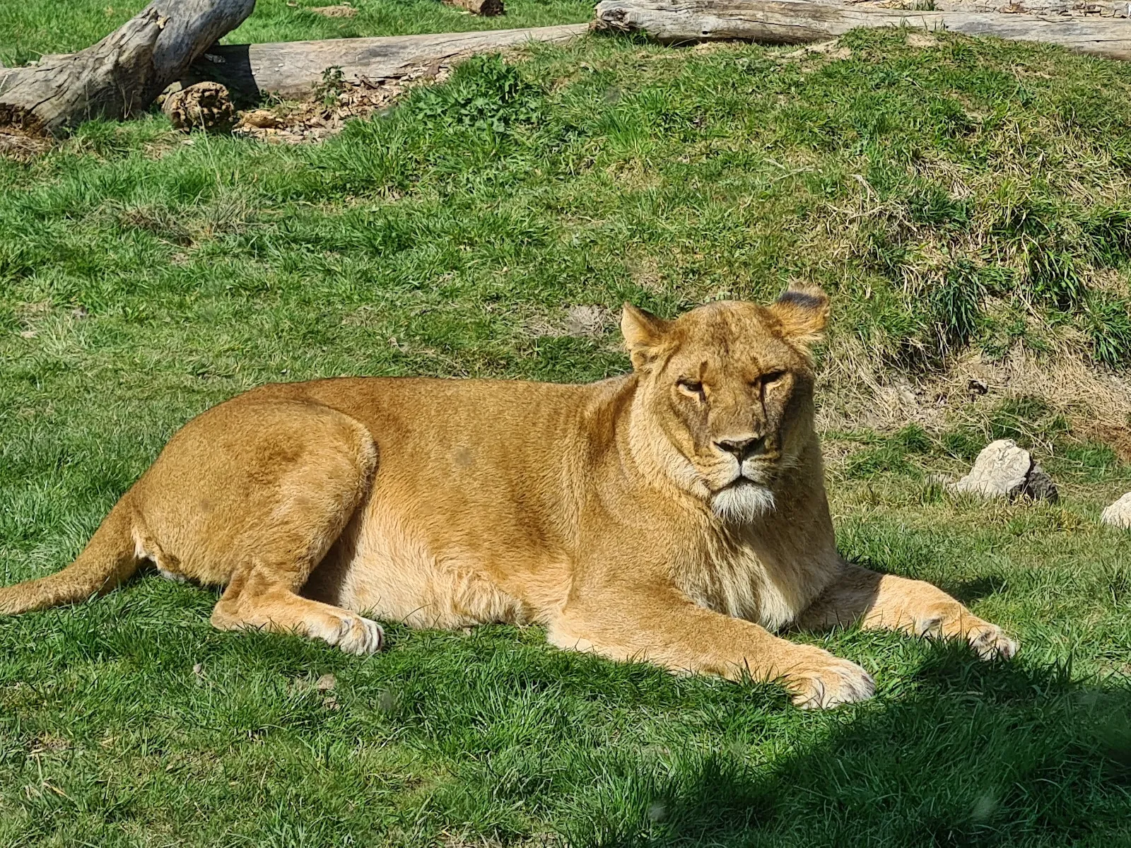 Lumigny Safari Reserve