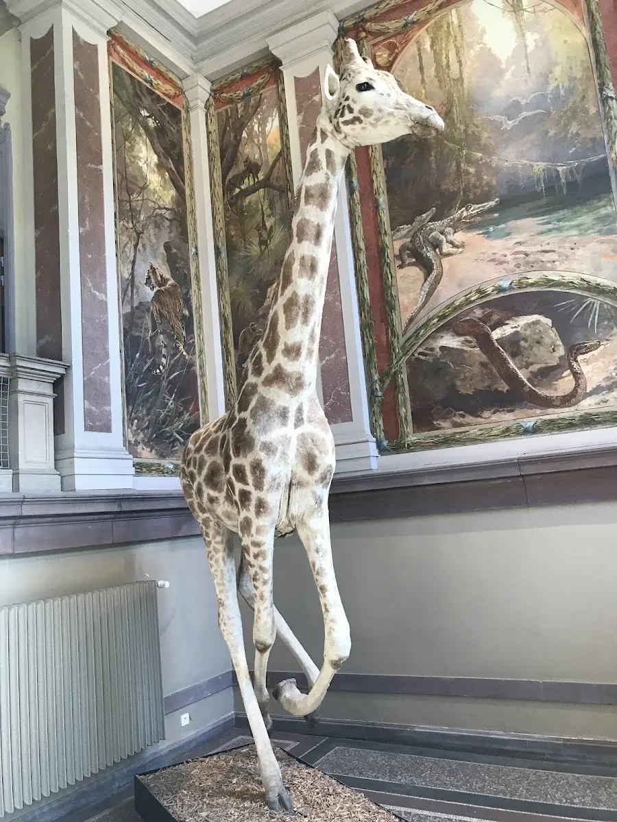 Musée Zoologique De Strasbourg