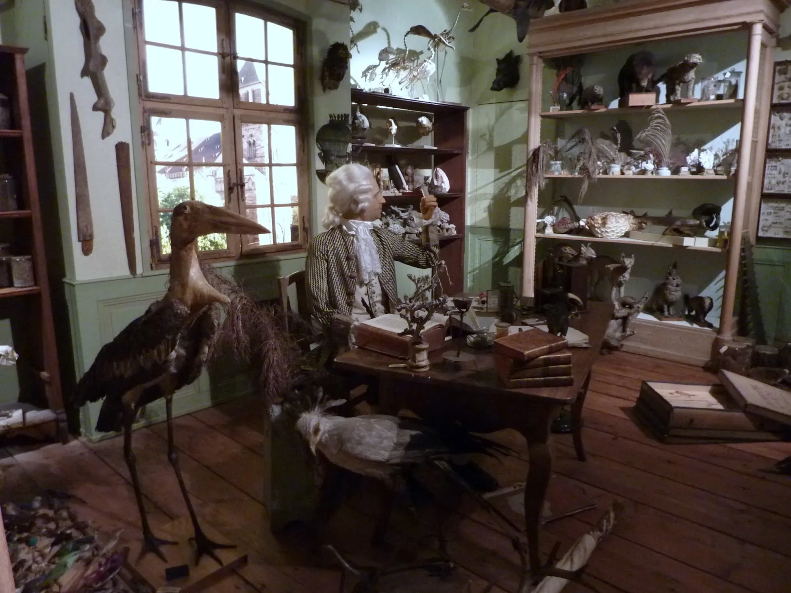 Musée Zoologique De Strasbourg